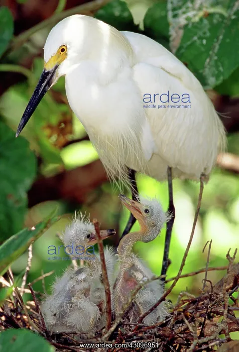 : Snowy Egret : Snowy Egret