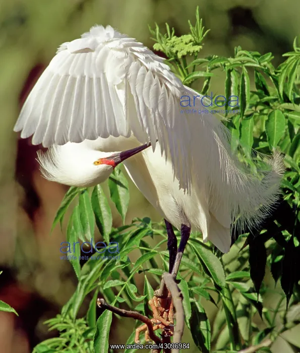 : Snowy Egret : Snowy Egret