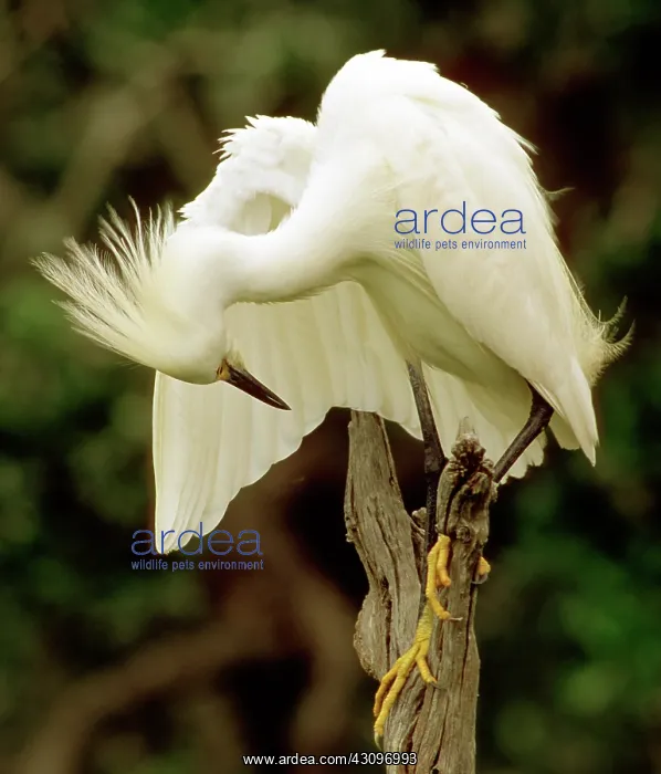 : Snowy Egret : Snowy Egret