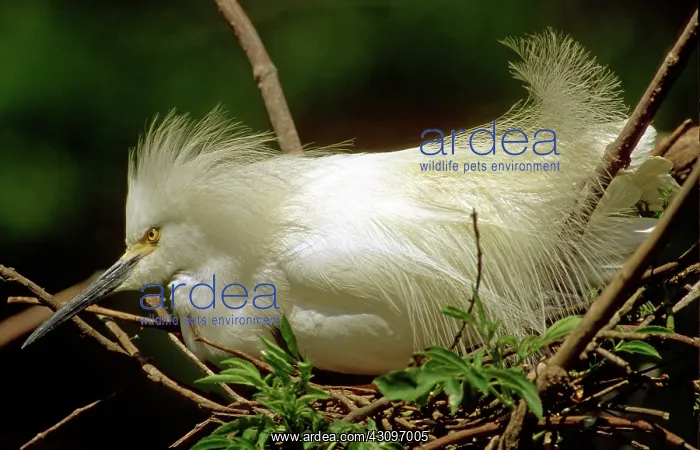 : Snowy Egret : Snowy Egret