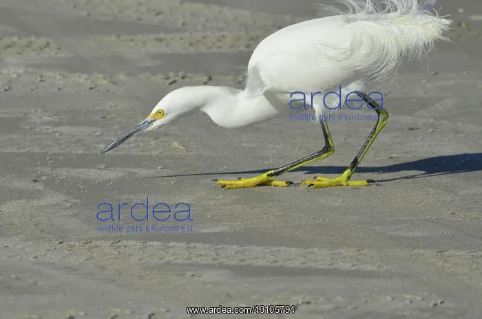 : Snowy Egret : Snowy Egret