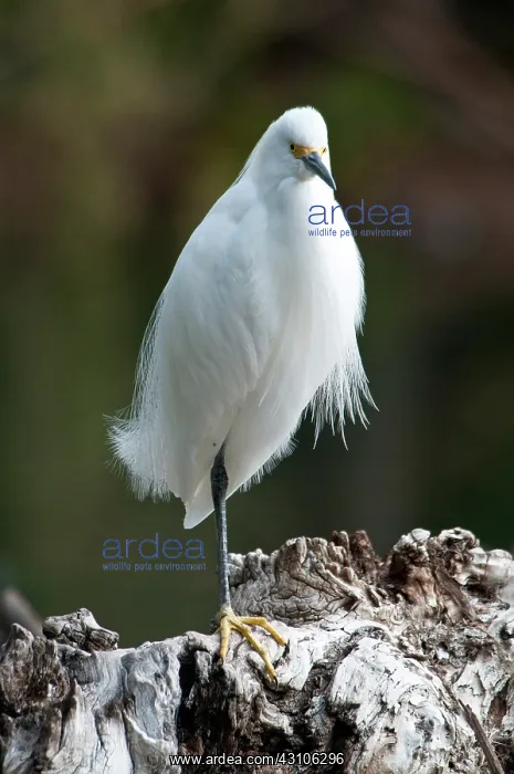 : Snowy Egret : Snowy Egret