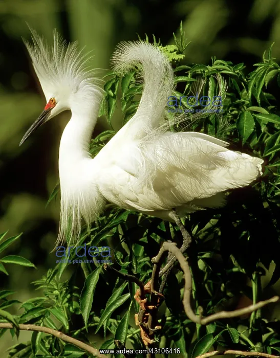: Snowy Egret : Snowy Egret