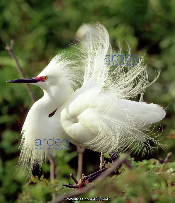 : Snowy Egret : Snowy Egret