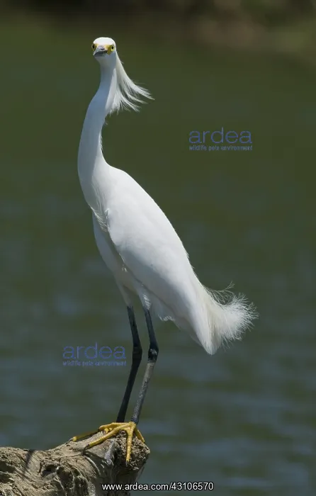 : Snowy egret : Snowy egret