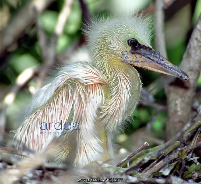  : Snowy Egret