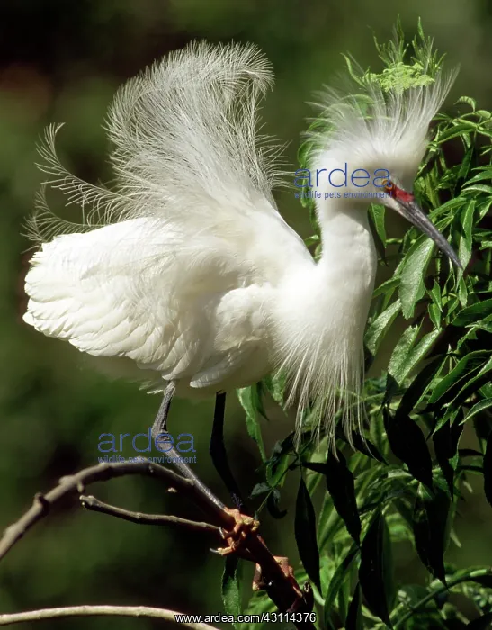 : Snowy Egret : Snowy Egret