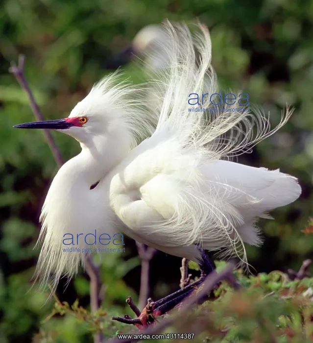 : Snowy Egret : Snowy Egret