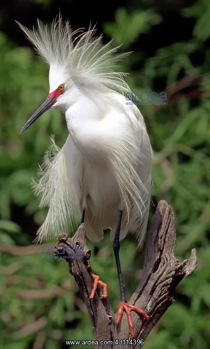 : Snowy Egret : Snowy Egret