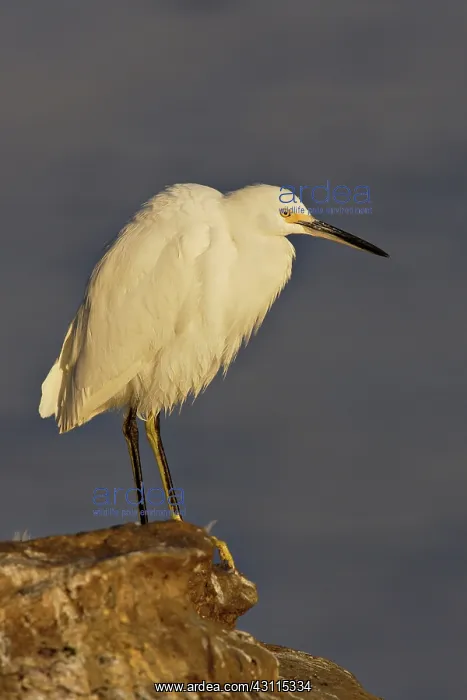 : Snowy Egret : Snowy Egret