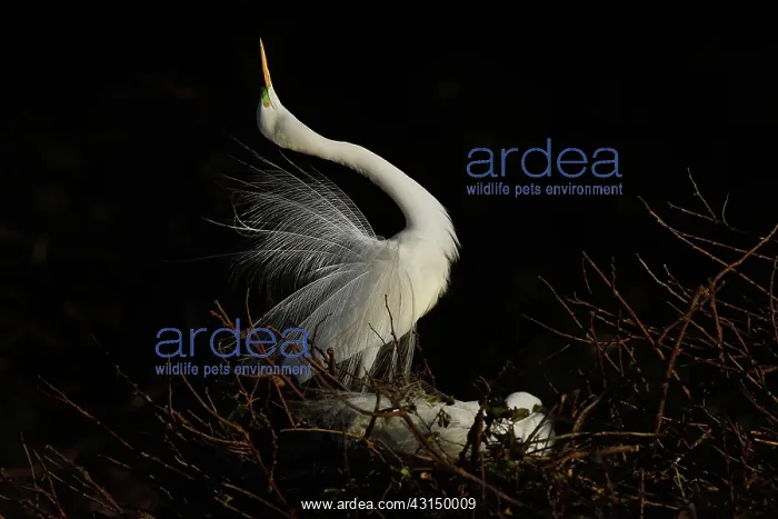 : Snowy Egret : Snowy Egret