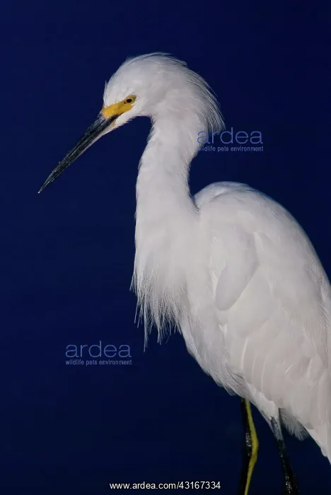 : Snowy Egret : Snowy Egret