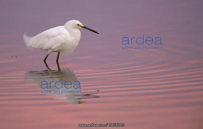 : Snowy Egret : Snowy Egret