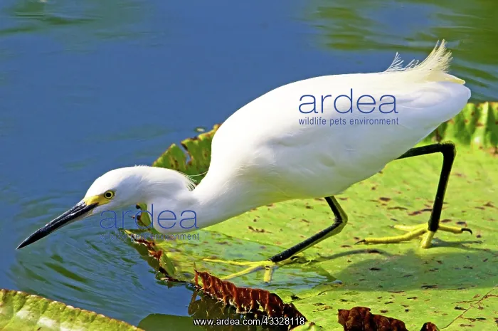: Snowy Egret : Snowy Egret