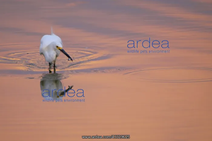 : Snowy Egret : Snowy Egret