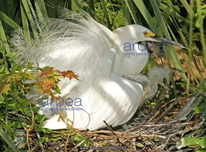 : Snowy Egret adult with young : Snowy Egret adult with young