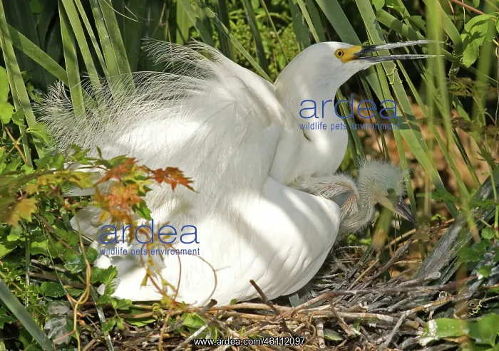 : Snowy Egret adult with young : Snowy Egret adult with young