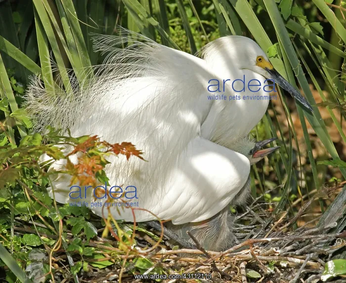 : Snowy Egret adult with young : Snowy Egret adult with young
