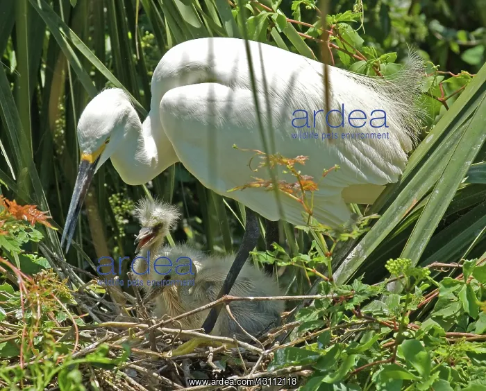 : Snowy Egret adult with young : Snowy Egret adult with young