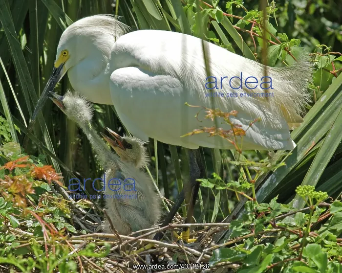 : Snowy Egret adult with young