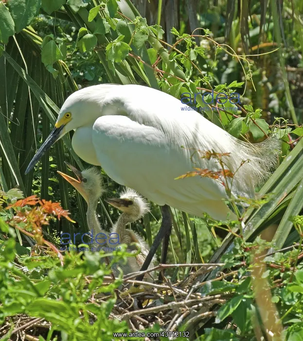 : Snowy Egret adult with young : Snowy Egret adult with young