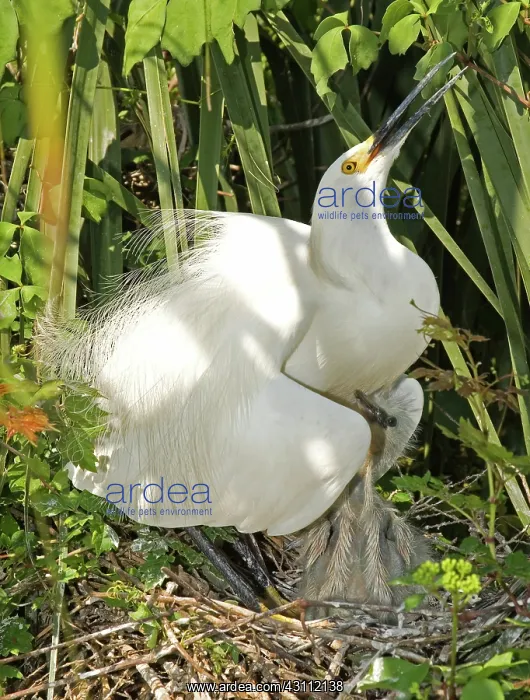 : Snowy Egret adult with young : Snowy Egret adult with young