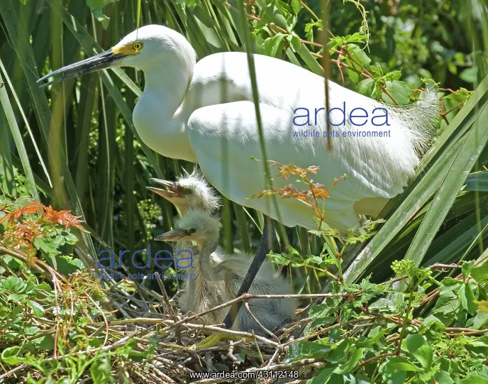 : Snowy Egret adult with young : Snowy Egret adult with young