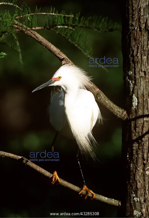 : SNOWY EGRET - on branch : SNOWY EGRET - on branch