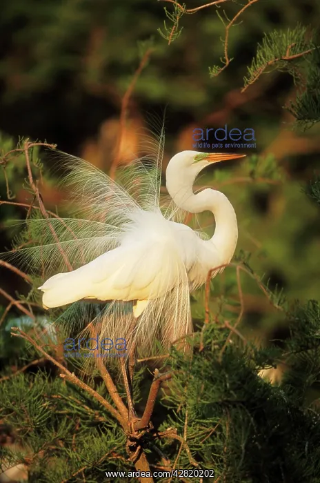 : Snowy EGRET - breeding display : Snowy EGRET - breeding display