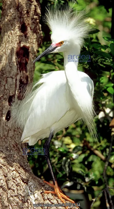 : Snowy Egret in breeding plumage : Snowy Egret in breeding plumage
