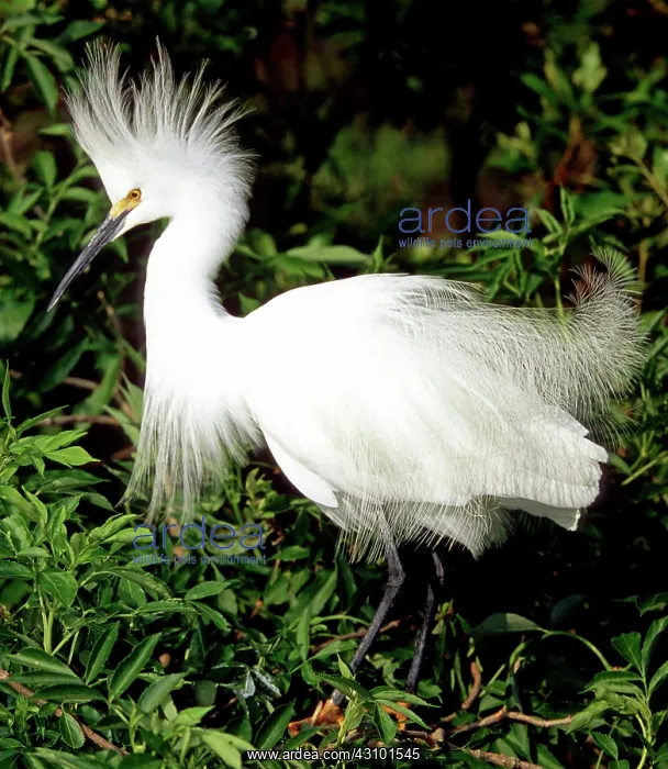 : Snowy Egret in breeding plumage : Snowy Egret in breeding plumage