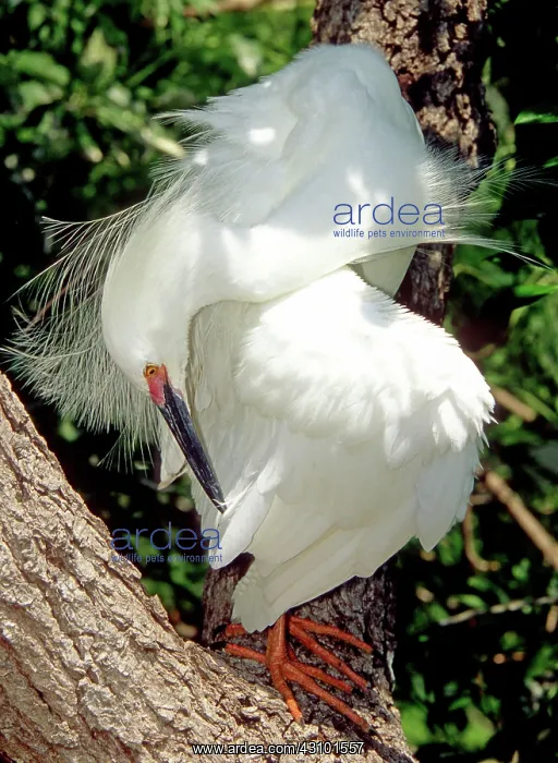 : Snowy Egret in breeding plumage : Snowy Egret in breeding plumage