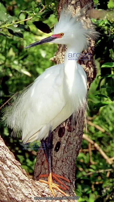 : Snowy Egret in breeding plumage : Snowy Egret in breeding plumage
