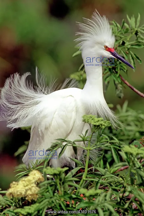 : Snowy Egret in breeding plumage : Snowy Egret in breeding plumage