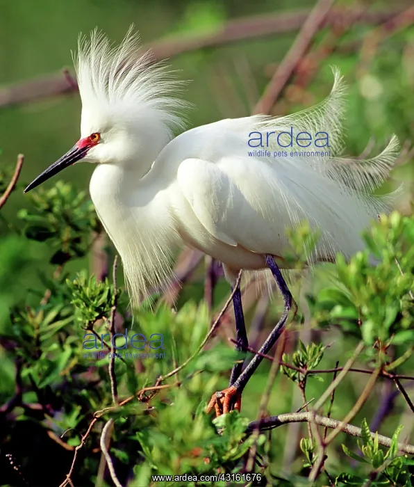 : Snowy Egret in breeding plumage : Snowy Egret in breeding plumage
