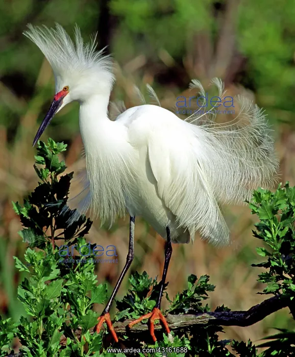 : Snowy Egret in breeding plumage : Snowy Egret in breeding plumage