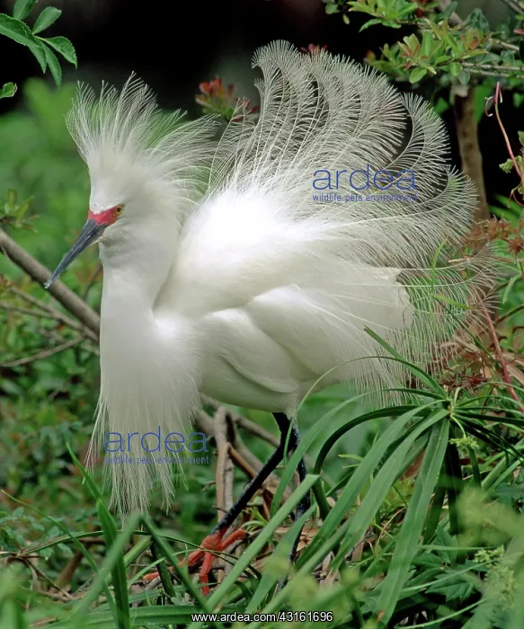  : Snowy Egret in breeding plumage