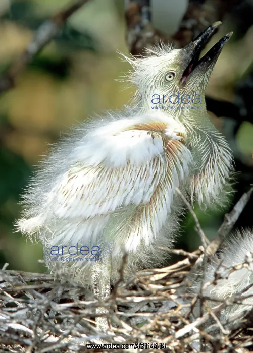 : Snowy Egret Chick : Snowy Egret Chick