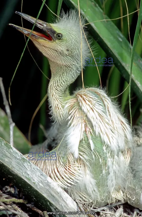  : Snowy Egret Chick