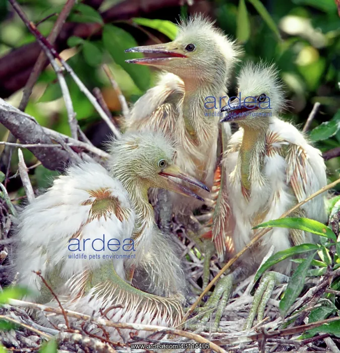 : Snowy Egret Chicks : Snowy Egret Chicks