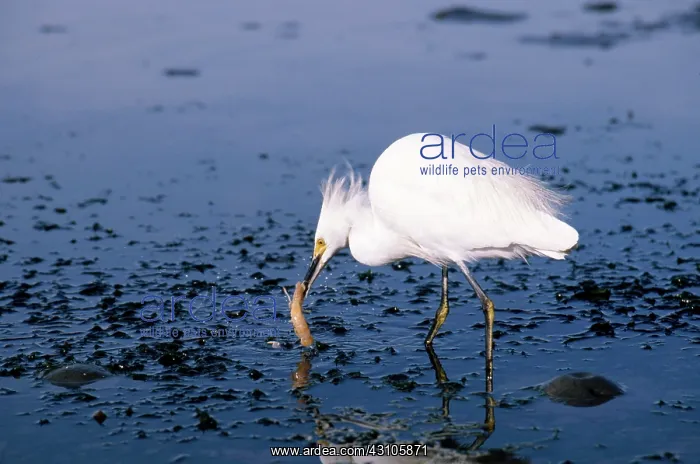 : Snowy Egret Eating Shrimp : Snowy Egret Eating Shrimp