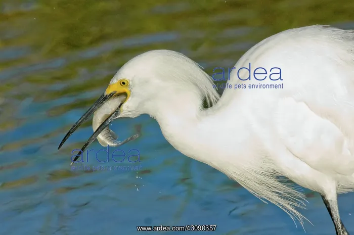 : Snowy Egret eats fish : Snowy Egret eats fish