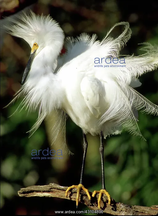 : Snowy Egret (Egretta thula) : Snowy Egret (Egretta thula)