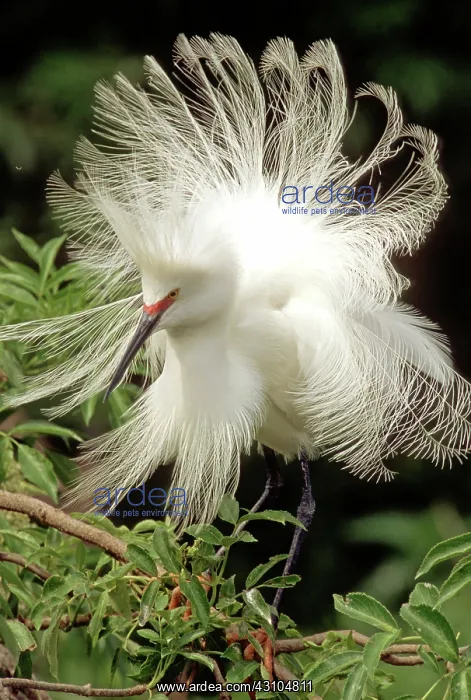 : Snowy Egret (Egretta thula) : Snowy Egret (Egretta thula)