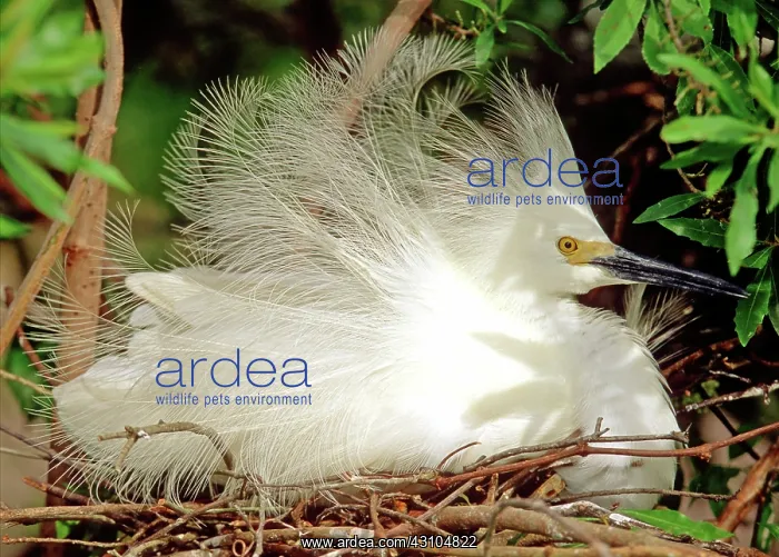 : Snowy Egret (Egretta thula) : Snowy Egret (Egretta thula)