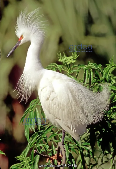 : Snowy Egret (Egretta thula) : Snowy Egret (Egretta thula)