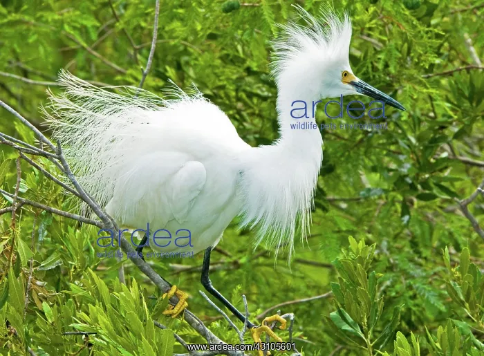 : Snowy Egret (Egretta thula) : Snowy Egret (Egretta thula)