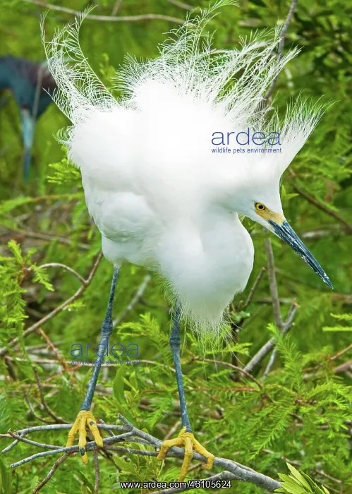 : Snowy Egret (Egretta thula) : Snowy Egret (Egretta thula)