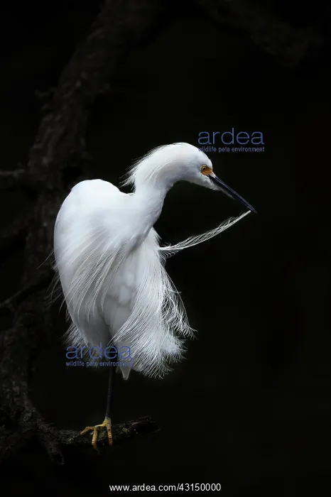 : Snowy Egret (Egretta thula) in breeding plumage preening its : Snowy Egret (Egretta thula) in breeding plumage preening its