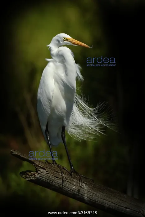 : Snowy Egret (Egretta thula) in breeding plumage standing on : Snowy Egret (Egretta thula) in breeding plumage standing on